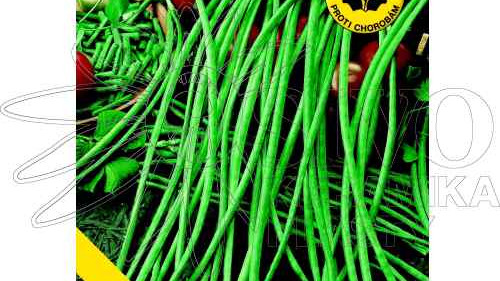 Vigna čínská fazole - semena a její pěstování