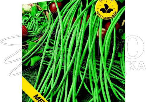 Vigna čínská fazole - semena a její pěstování