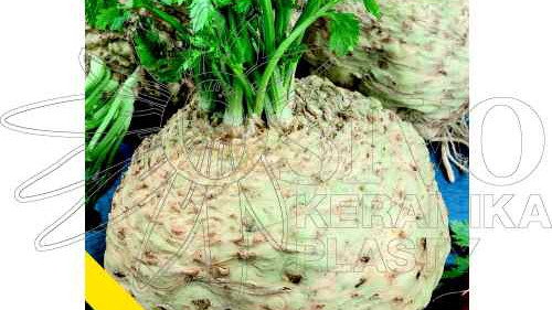 Celer celer celer už to vypuklo