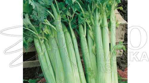 Řapíkatý celer semena a jeho pěstování