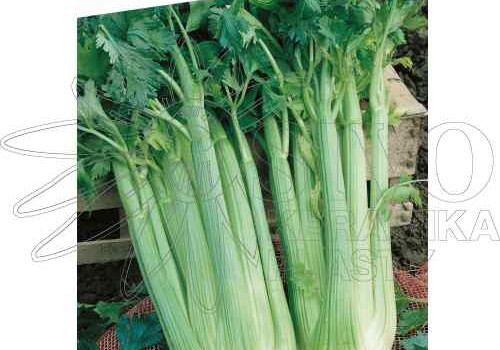 Řapíkatý celer semena a jeho pěstování
