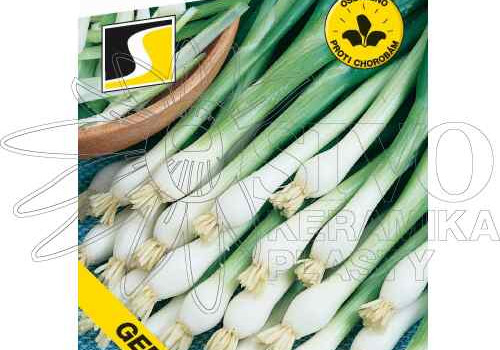 Nové druhy zimní cibule