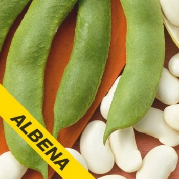 Fazol Albena (švábka) bílá