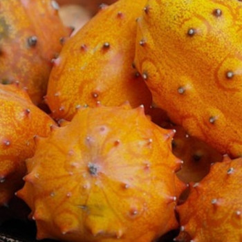 Kiwano – okurka, co se oblékla na karneva