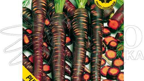 Proč pěstovat černou mrkev?