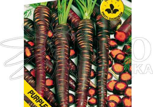 Proč pěstovat černou mrkev?