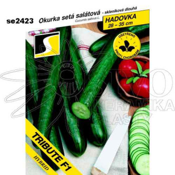 Okurka salátová TRIBUTE F1