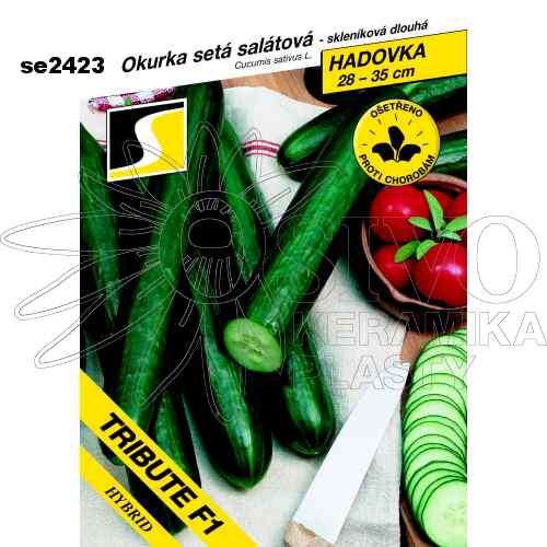 Okurka salátová TRIBUTE F1
