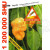 Chilli paprika Trinidad moruga scorpion yellow
