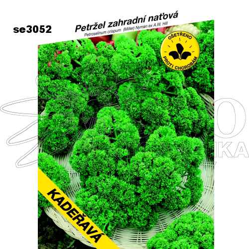 Petržel naťová kadeřavá