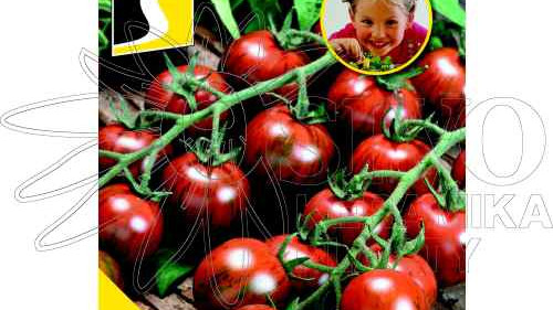 Rané tyčkové rajče Tigrino