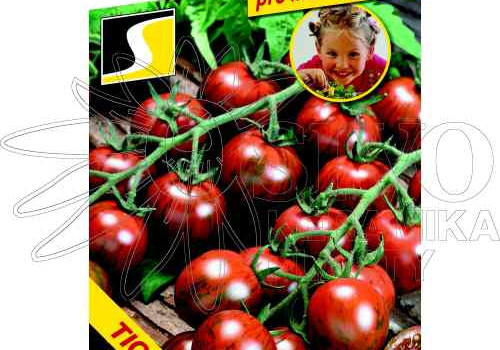 Rané tyčkové rajče Tigrino