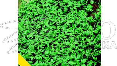 Řeřicha zahradní-pěstování a využití v kuchyni