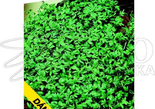 Řeřicha zahradní-pěstování a využití v kuchyni