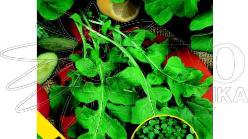 Rukola či Roketa a její pěstování  - Jak pěstovat rukolu