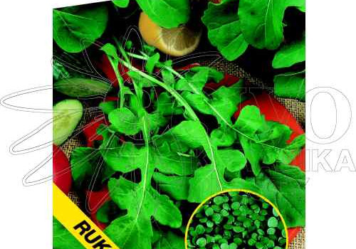 Rukola či Roketa a její pěstování  - Jak pěstovat rukolu