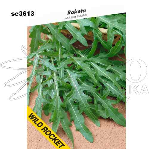 Roketa setá WILD ROCKET