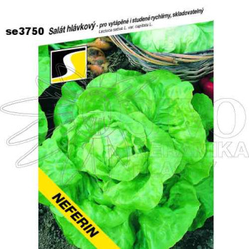 Salát hlávkový NEFERIN