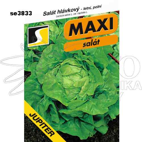 Salát hlávkový JUPITER