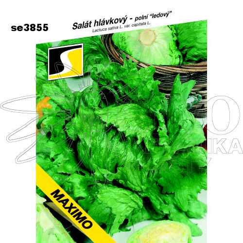 Salát hlávkový MAXIMO
