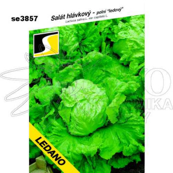 Salát hlávkový LEDANO