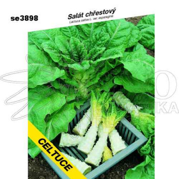 Salát chřestový CELTUCE
