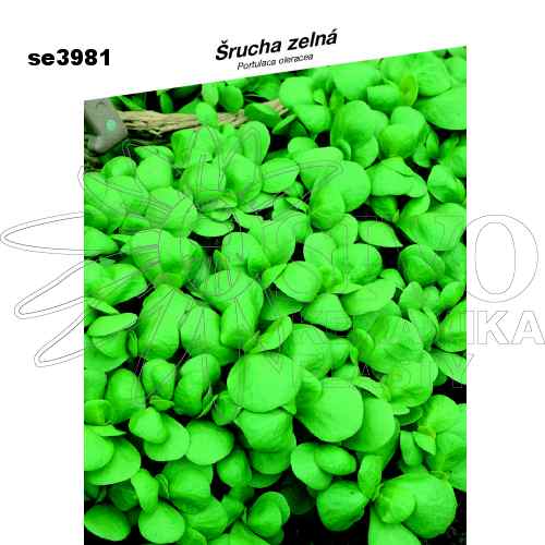 Šrucha zelná GREEN PURSLANE