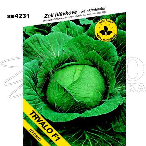 Zelí hlávkové TRVALO F1