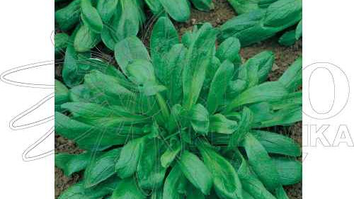 Polníček neboli Kozlíček polníček a recept