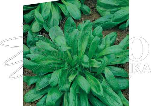 Polníček neboli Kozlíček polníček a recept