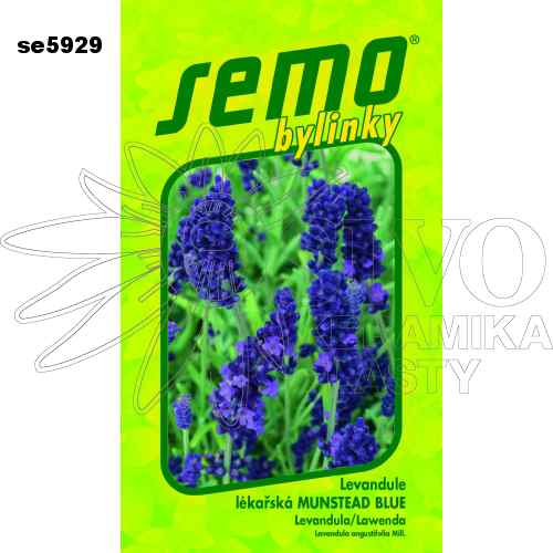 Levandule lékařská LEVANDULA MUNSTEAD BLUE