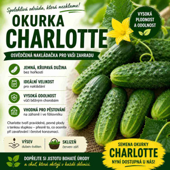 Okurka nakládačka CHARLOTTE F1 hustoostná