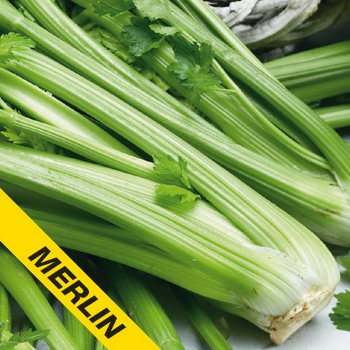 Celer řapíkatý Merlin