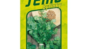 Koriandr pěstování a použití v kuchyni