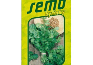 Koriandr pěstování a použití v kuchyni