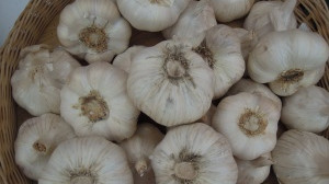 česnek - Návod na pěstování česneku