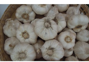 česnek - Návod na pěstování česneku