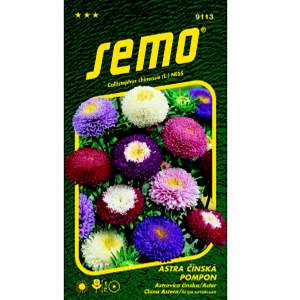 Astra čínská POMPON SMĚS