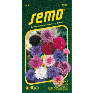 Chrpa císařská SMĚS BAREV