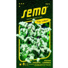 Statice sinuata limonka WHITE