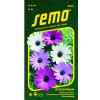 Osteospermum BALADE MIX