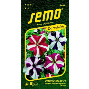 Petunie STAR F1