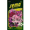 Plaménka Floxy phlox CUSPIcatalog SMĚS