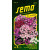 Plaménka Floxy phlox CUSPIcatalog SMĚS