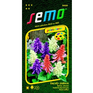 Šalvěj zářivá SMĚS