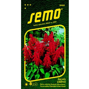 Šalvěj zářivá KARKULKA