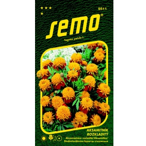 Aksamitník rozkladitý TIGER EYES