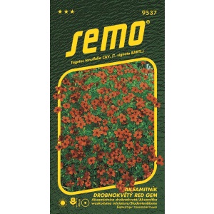 Aksamitník drobnokvětý ČERVENÝ