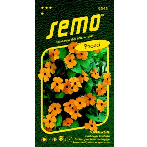 Tunbergie (Černooká Zuzana) ORANŽOVÁ S OKEM
