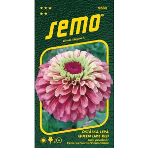 Ostálka lepá QUEEN LIME RED